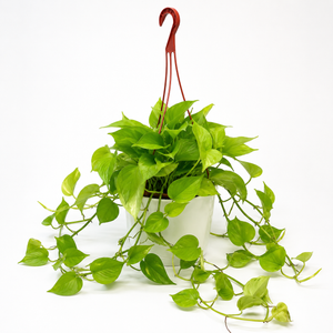 Pothos 'Sao Paulo'
