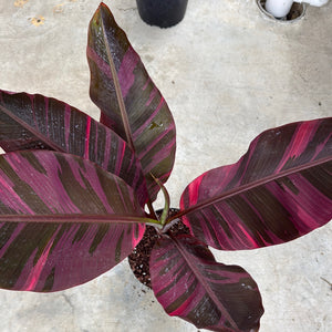 Variegated Banana 'Musa Nono'