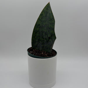 Sansevieria Masoniana (Whale Fin)