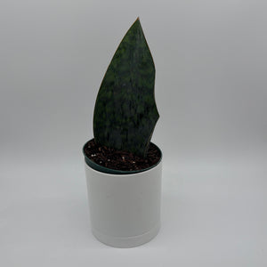 Sansevieria Masoniana (Whale Fin)