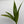 Coconut Palm (Cocos Nucifera)