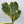 Variegated Ficus Lyrata 'Golden Sunshine'