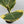 Variegated Ficus Lyrata 'Golden Sunshine'