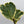 Variegated Ficus Lyrata 'Golden Sunshine'