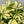 Variegated Umbrella Bush