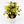 Variegated Umbrella Bush