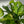 Golden Pothos