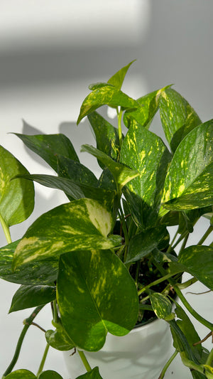 Golden Pothos