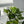 Golden Pothos
