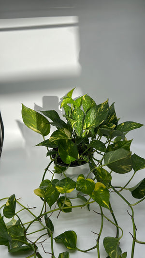 Golden Pothos