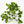 Golden Pothos