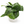 Scindapsus Pictus 'Mount Salak'