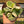 Variegated Hoya Compacta