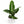 Dieffenbachia ‘Sterling’