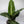 Dieffenbachia ‘Sterling’