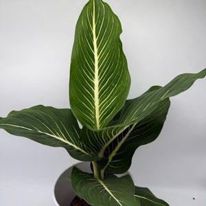 Dieffenbachia ‘Sterling’