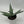 Aloe Ferox