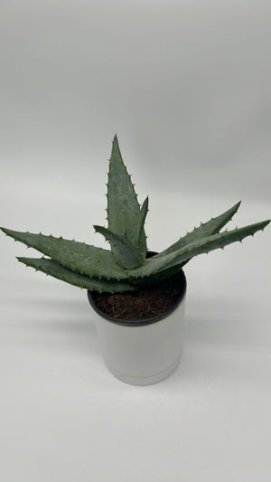 Aloe Ferox