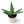 Aloe Ferox