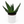 Aloe Aculeata