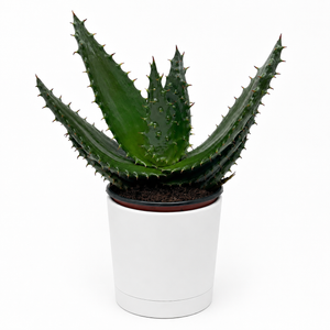 Aloe Aculeata