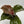 Philodendron Red Heart