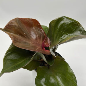 Philodendron Red Heart