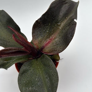 Philodendron Red Heart
