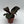Philodendron Red Heart