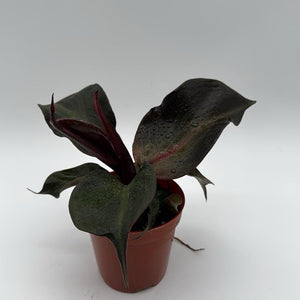 Philodendron Red Heart
