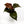 Philodendron Red Heart