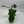 Philodendron Squamiferum