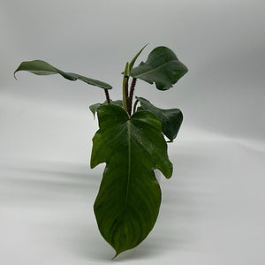 Philodendron Squamiferum
