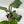 Philodendron Squamiferum