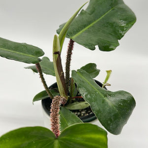 Philodendron Squamiferum