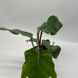 Philodendron Squamiferum