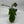 Philodendron Squamiferum