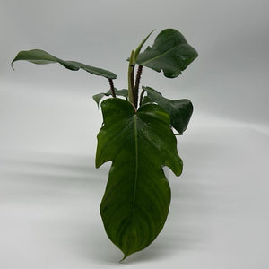 Philodendron Squamiferum