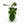 Philodendron Squamiferum