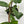 Philodendron Squamiferum