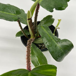 Philodendron Squamiferum
