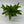 Skeleton Key Pothos