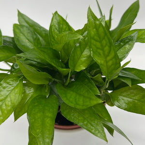 Skeleton Key Pothos