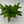 Skeleton Key Pothos