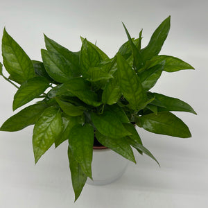 Skeleton Key Pothos