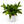 Skeleton Key Pothos