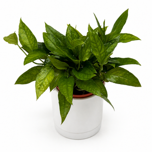 Skeleton Key Pothos