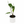 Alocasia Stingray