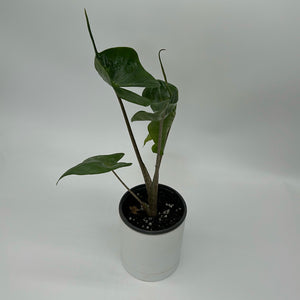 Alocasia Stingray