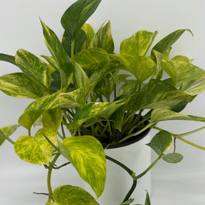 Pothos Neon Queen